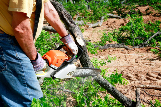 Tree Removal for Businesses in Grants, NM